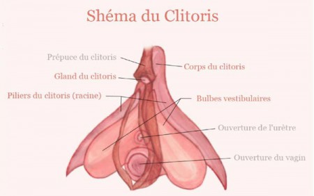 clitoris illustration